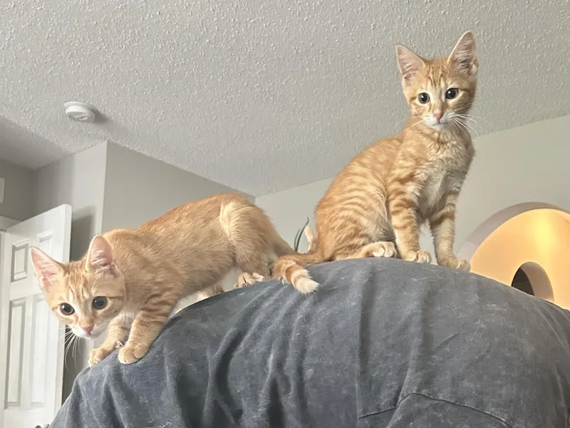 A baby medium-sized female Orange & White Domestic Short Hair cat named Arika & Clementine for adoption in Jacksonville, FL