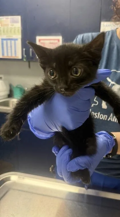 A young small-sized male Domestic Short Hair cat named B Karson Petsmart Summerville for adoption in North Charleston, SC