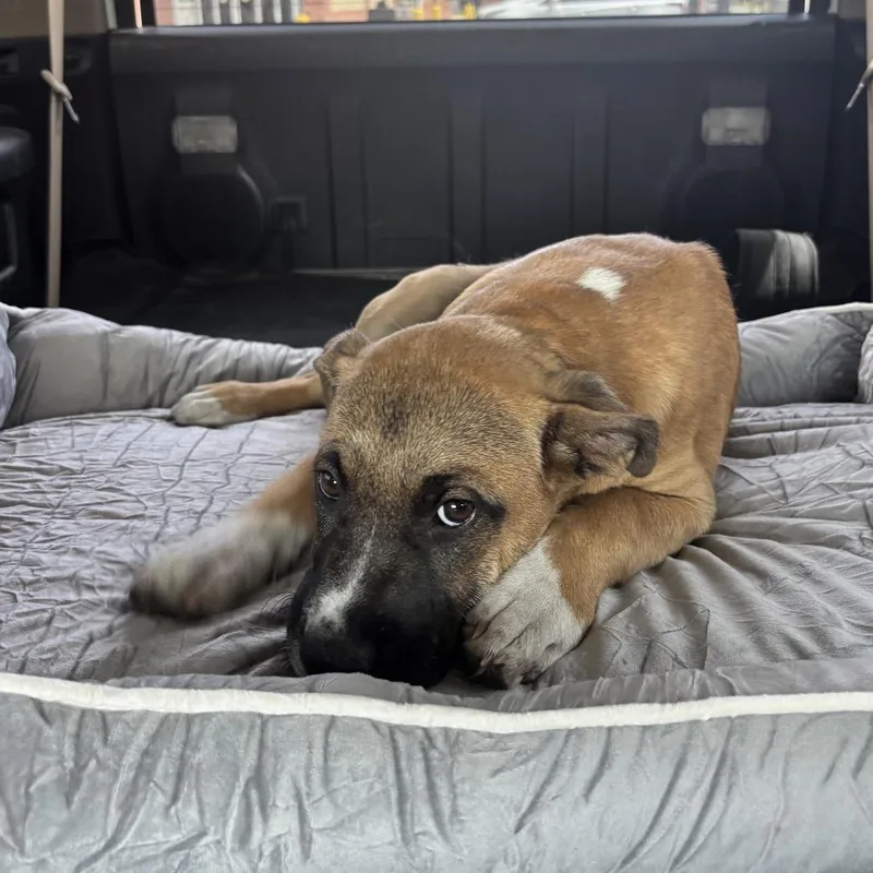 A baby medium-sized female Yellow / Tan / Blond / Fawn Black Mouth Cur dog named Savannah for adoption in New Orleans, LA