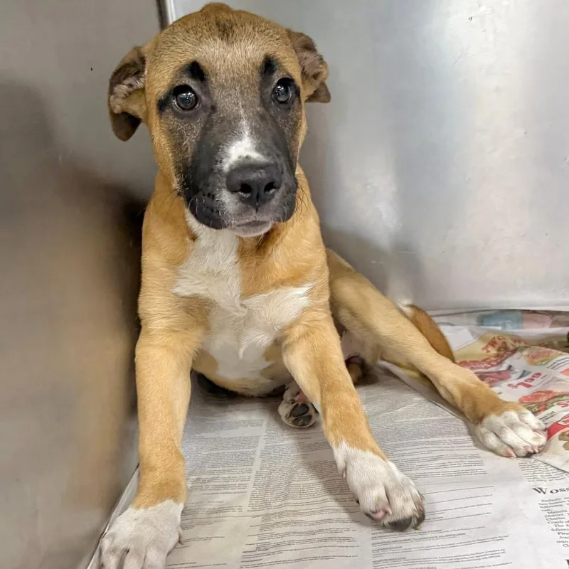 Savannah thumbnail 2