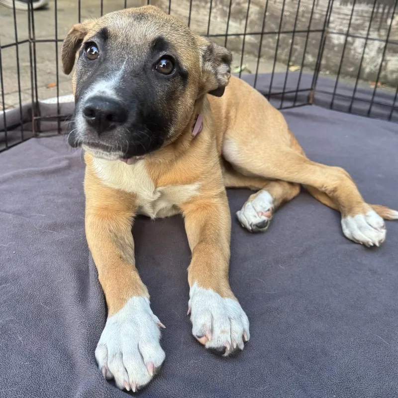 Savannah thumbnail 3