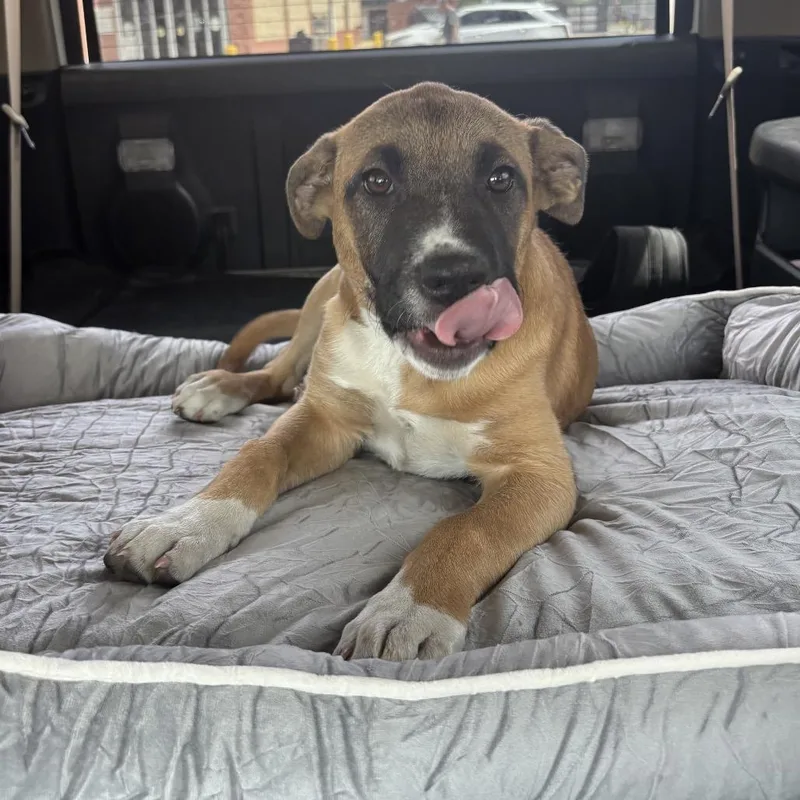 Savannah thumbnail 4