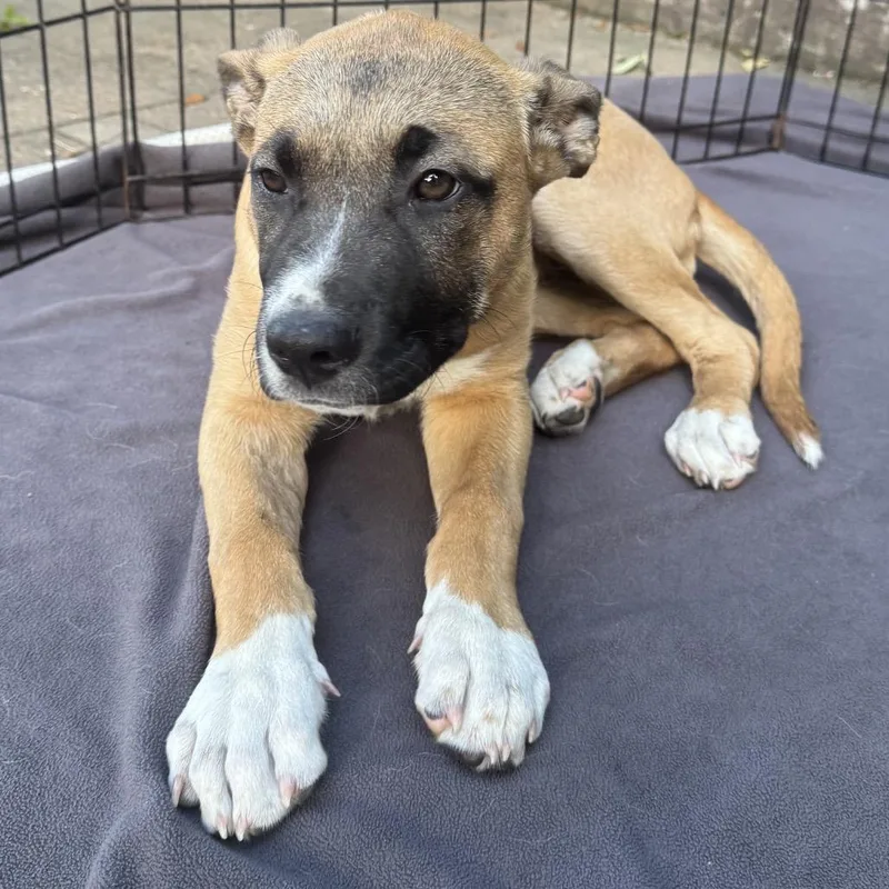 Savannah thumbnail 5