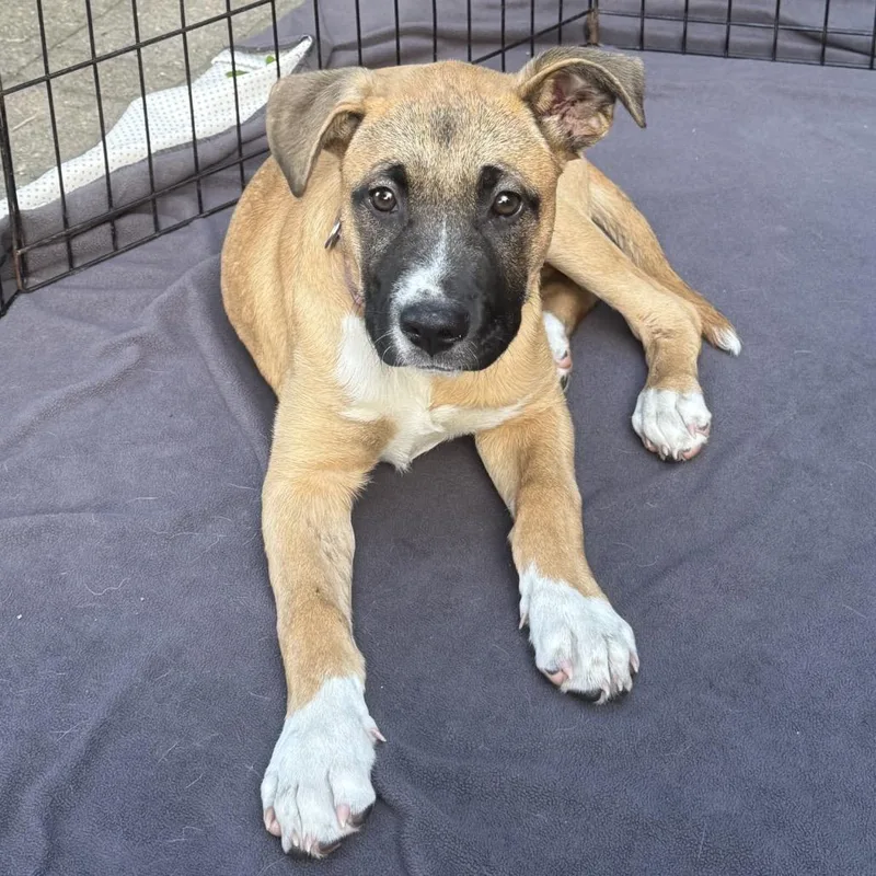 Savannah thumbnail 6