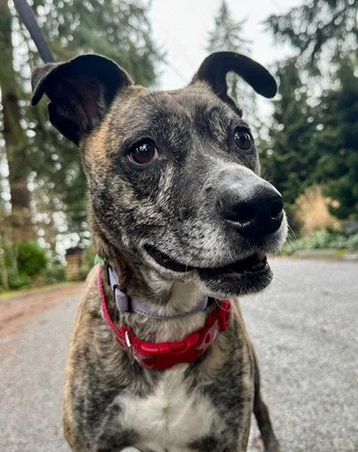 A senior medium-sized female Whippet dog named Trixie for adoption in Bothell, WA