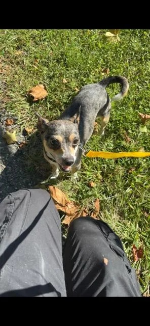 A young small-sized female Chihuahua dog named Sugar for adoption in Bloomingdale, NJ