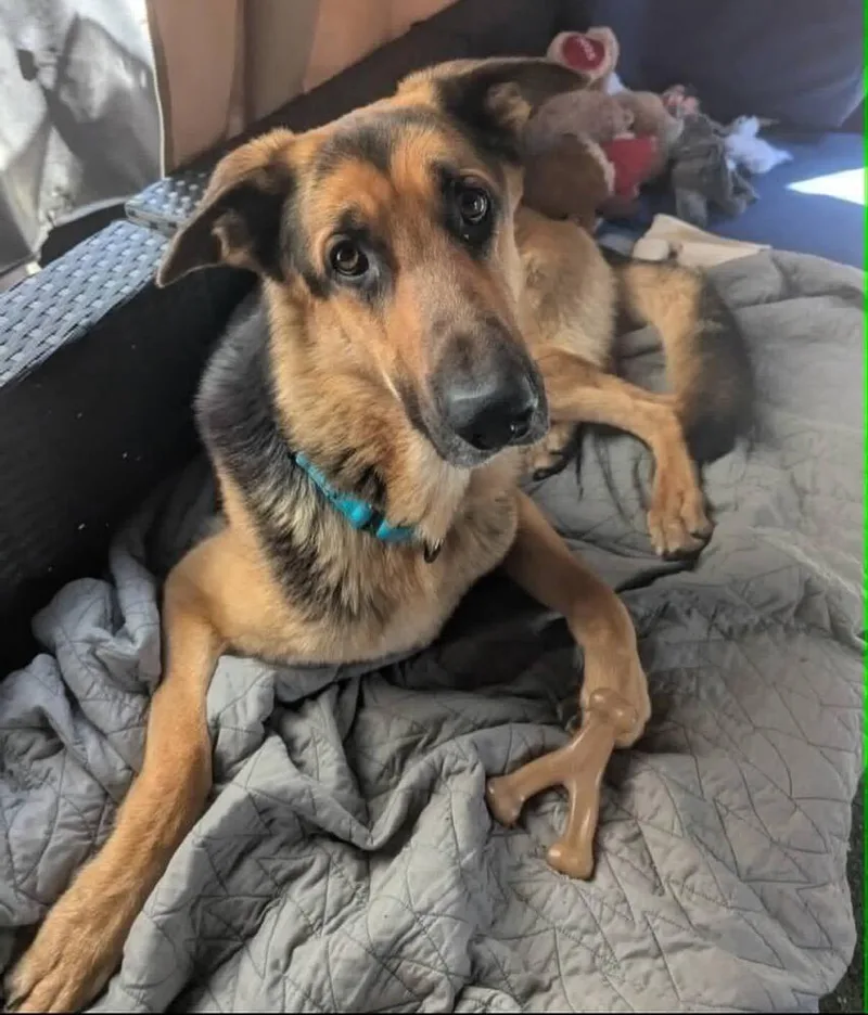 A young large-sized male German Shepherd Dog dog named Tony for adoption in Huntington, NY