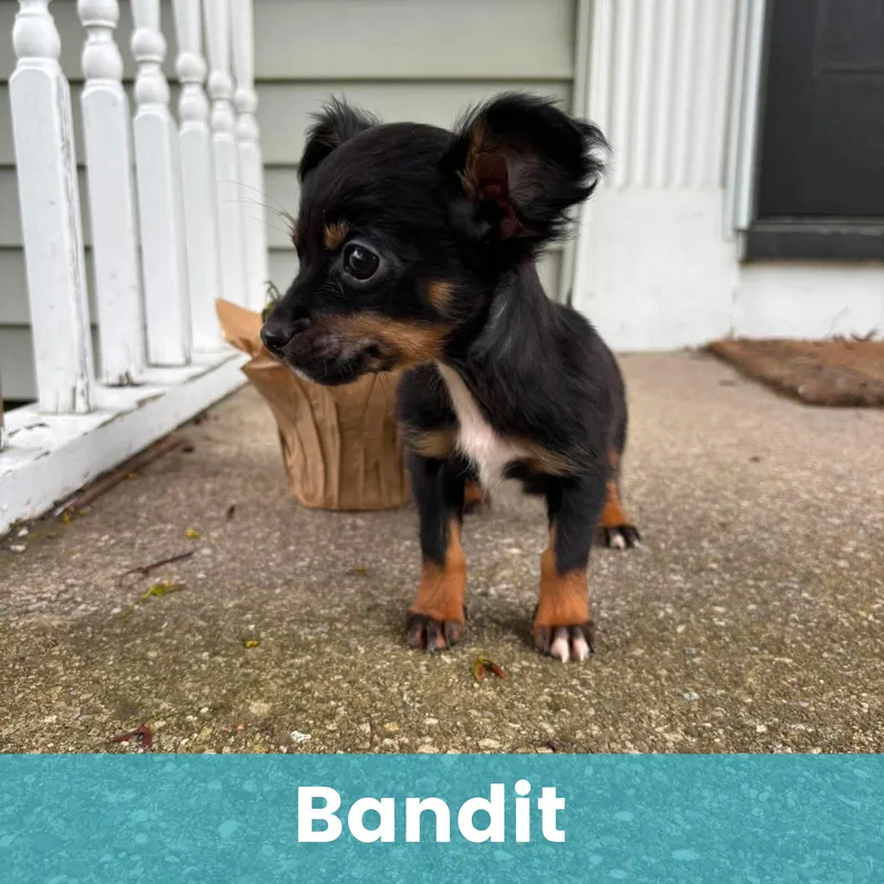 A baby small-sized male Mixed Breed dog named Bandit for adoption in Rochester , NY
