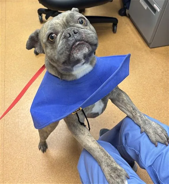 A young medium-sized male French Bulldog dog named Jacques for adoption in Martinez, CA
