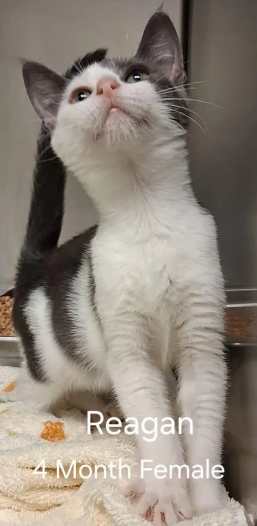 A young medium-sized female Black & White / Tuxedo Domestic Short Hair cat named Reagan for adoption in Amherst, VA