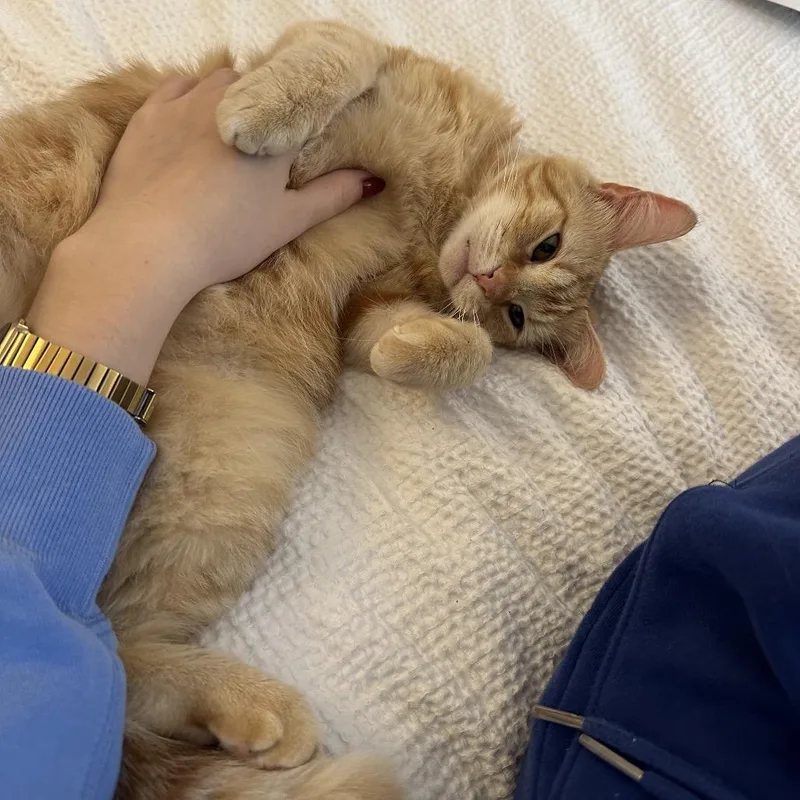 Sherbert thumbnail 3