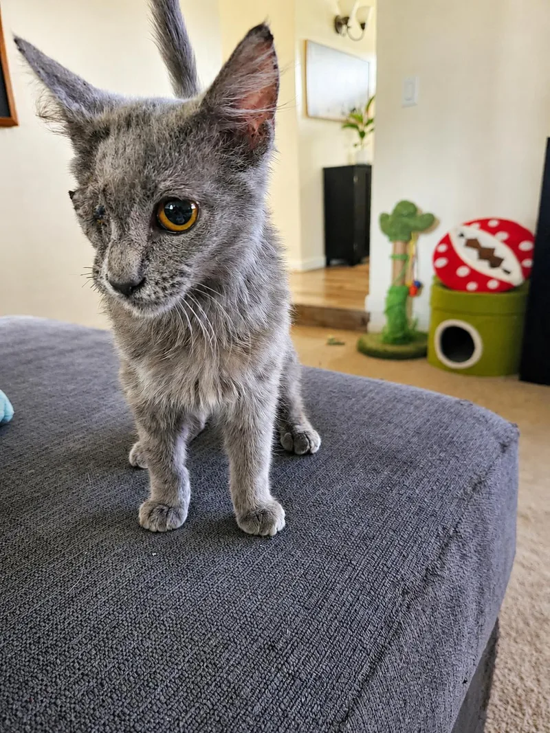 A baby large-sized male Gray / Blue / Silver Domestic Long Hair cat named Odin D for adoption in Fresno, CA