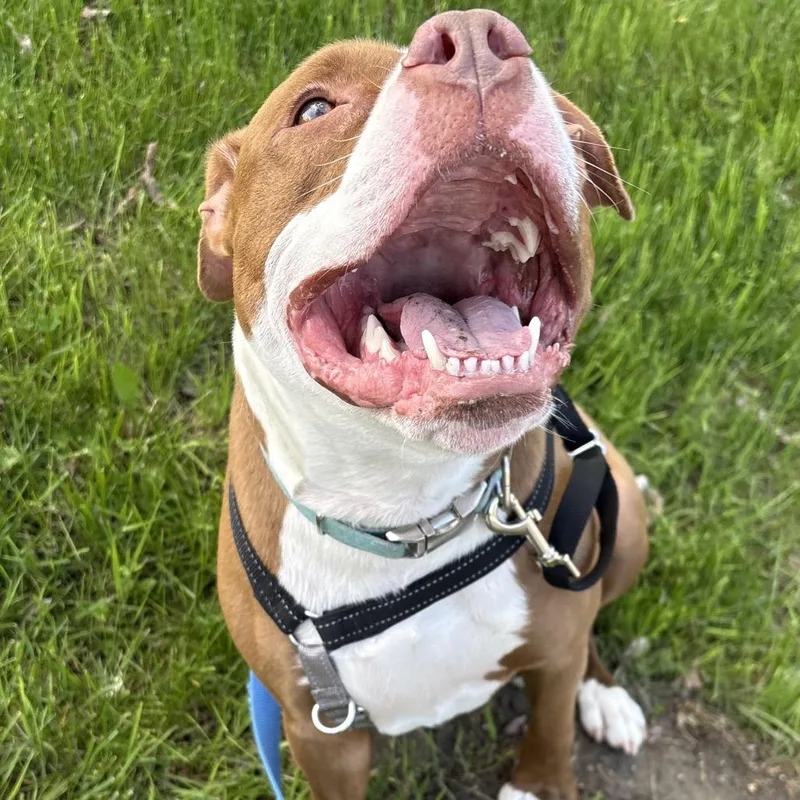 Bolo