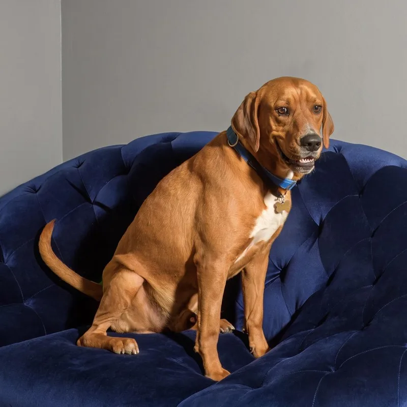 An adult large-sized male Brown / Chocolate Redbone Coonhound dog named Jarvis for adoption in Weatherford, TX