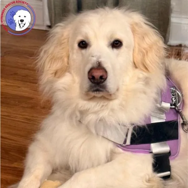 An adult large-sized female White / Cream Great Pyrenees dog named Felicity for adoption in Spring, TX