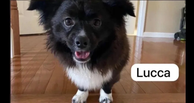 A young medium-sized male Pomeranian dog named Lucca for adoption in Union Beach, NJ