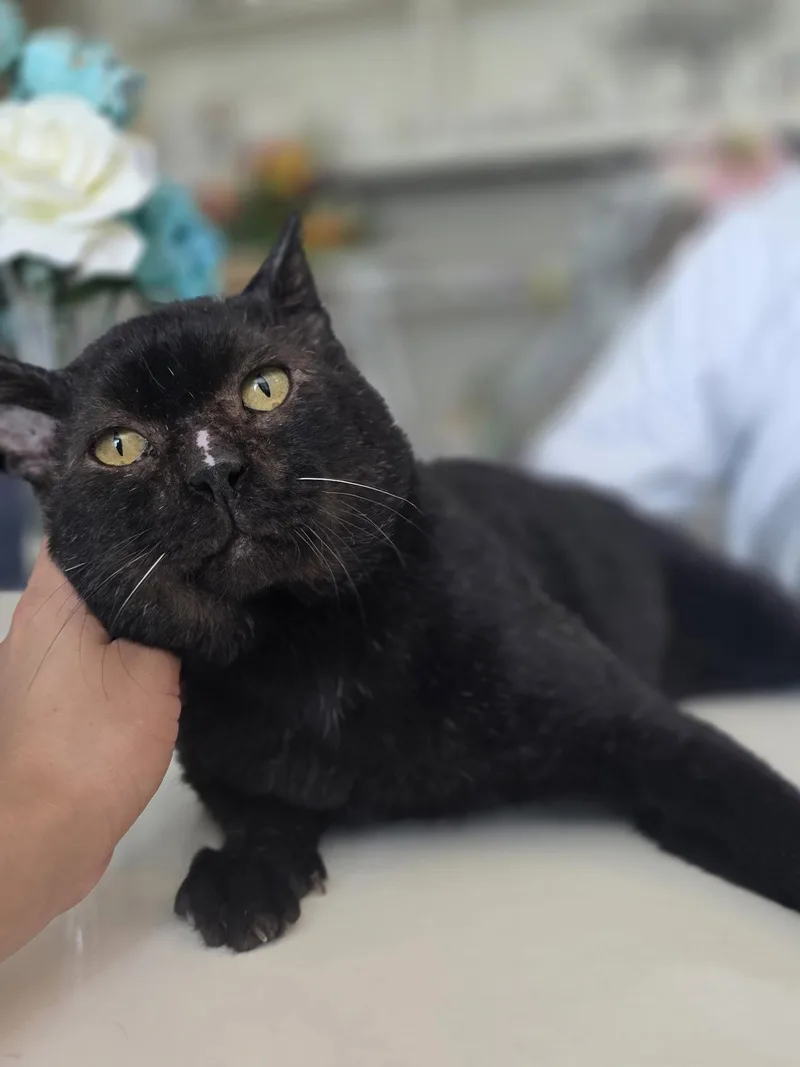 An adult medium-sized male Black Domestic Short Hair cat named Brownie for adoption in Plano, TX