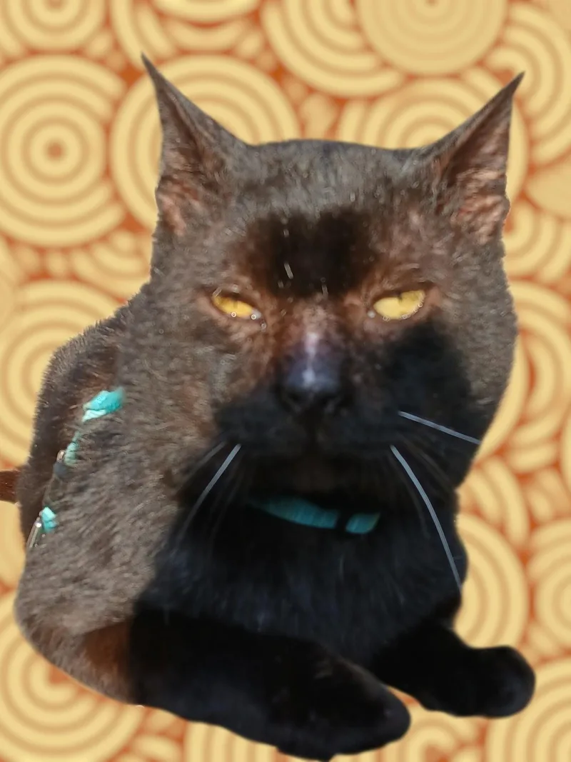 Brownie thumbnail 2