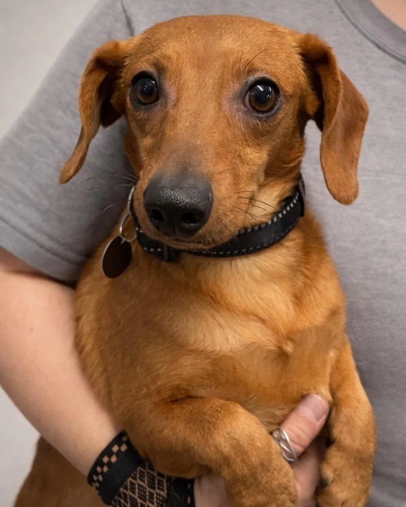 A young small-sized male Dachshund dog named Habanero for adoption in Reno, NV