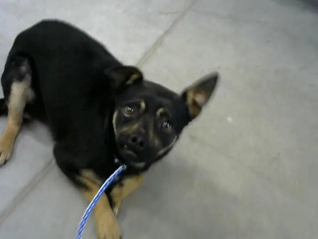 A young small-sized male Chihuahua dog named Danberry for adoption in Toledo, OH
