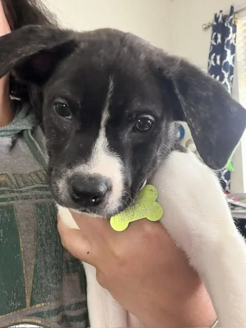 Chip