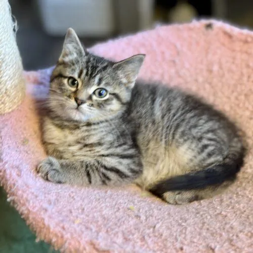 Toffeetastic thumbnail 2