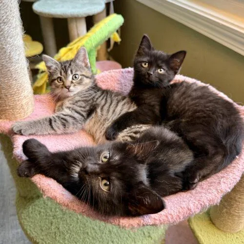 Toffeetastic thumbnail 3