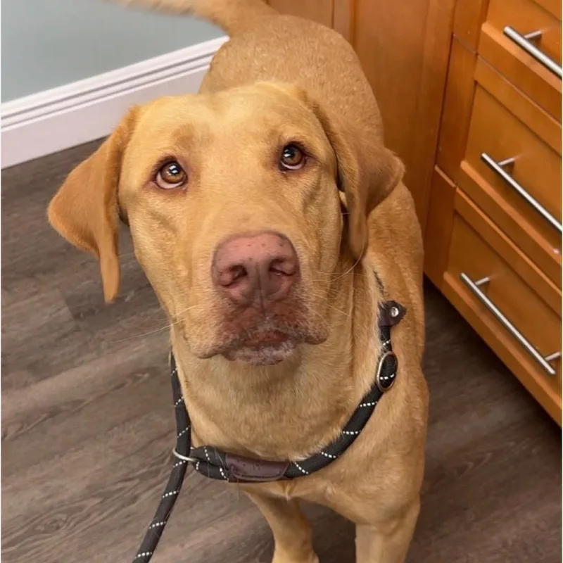An adult large-sized male Yellow Labrador Retriever dog named Wackerman for adoption in Lauderhill, FL
