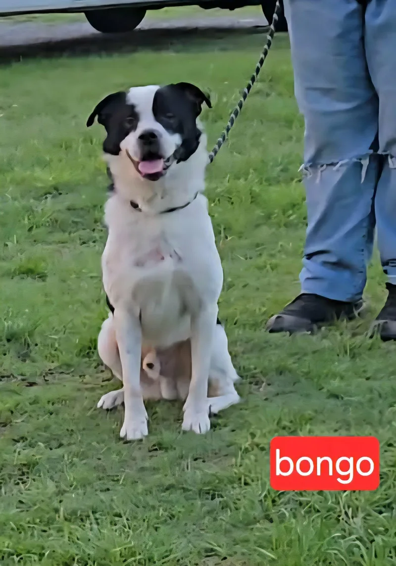 A young medium-sized male Collie dog named Bongo for adoption in Fort Worth, TX