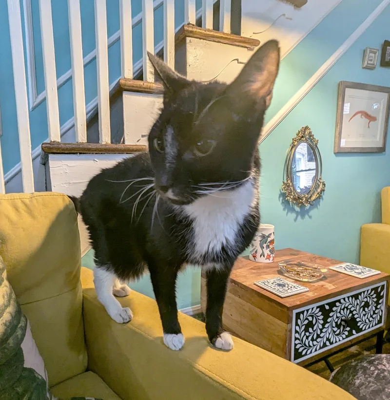 Caesar Augustus thumbnail 2