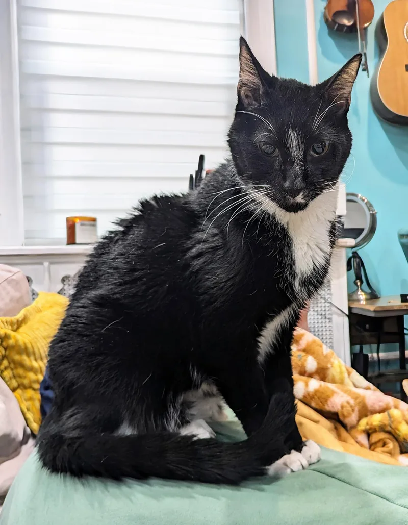 Caesar Augustus thumbnail 3