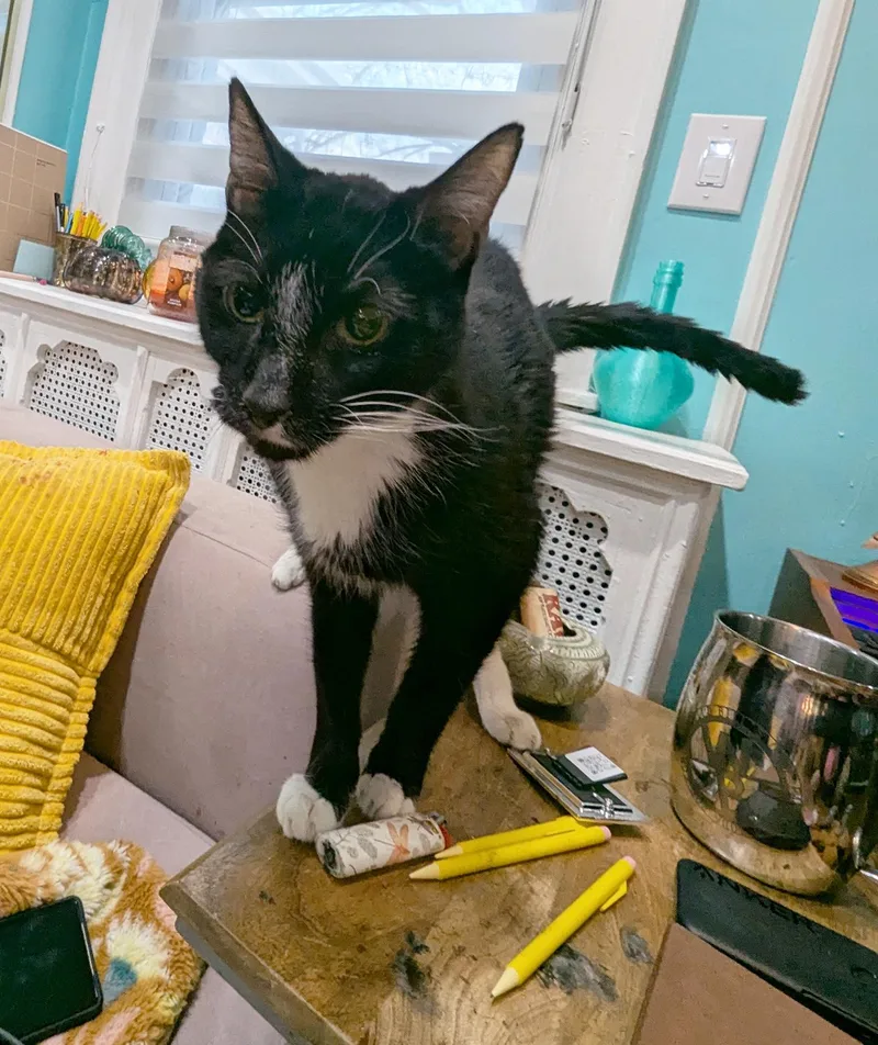 Caesar Augustus thumbnail 5