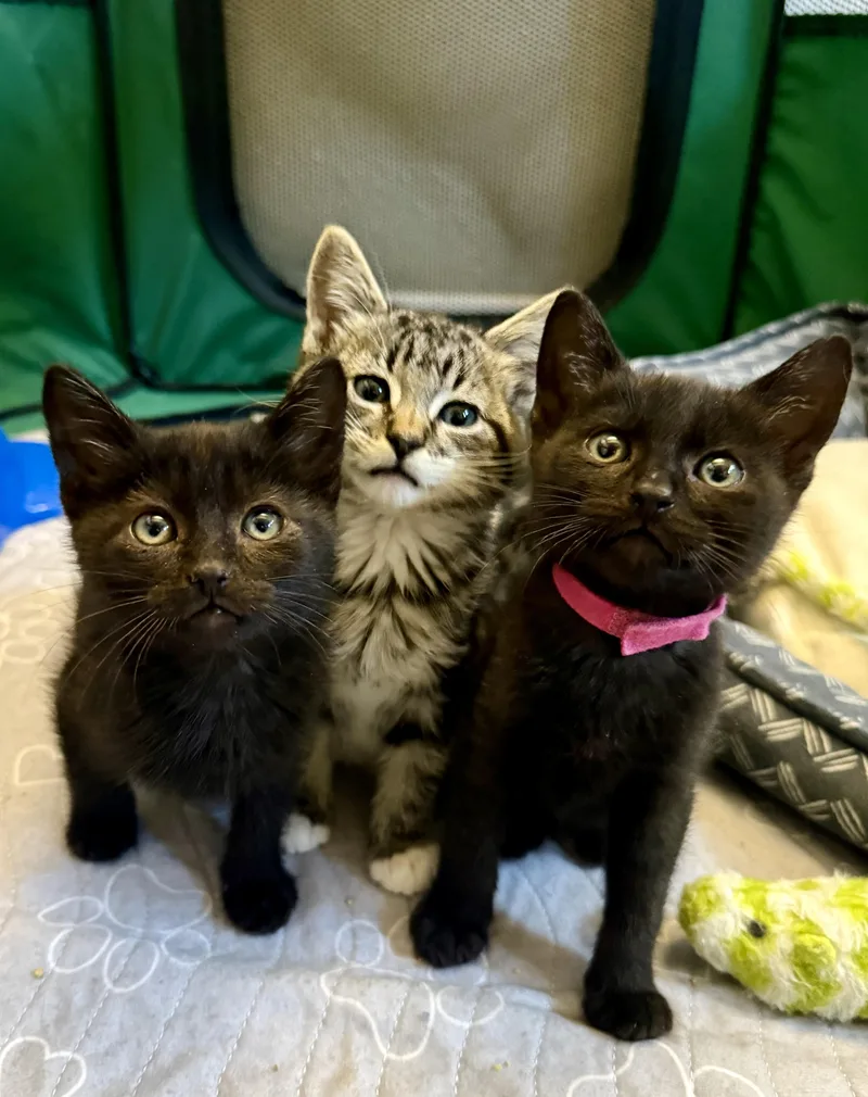 A baby small-sized male Tabby (Brown / Chocolate) Domestic Short Hair cat named Vanilla for adoption in Fruit Heights, UT