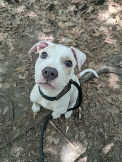 A baby medium-sized female White / Cream Terrier dog named Nova for adoption in Nashua, NH