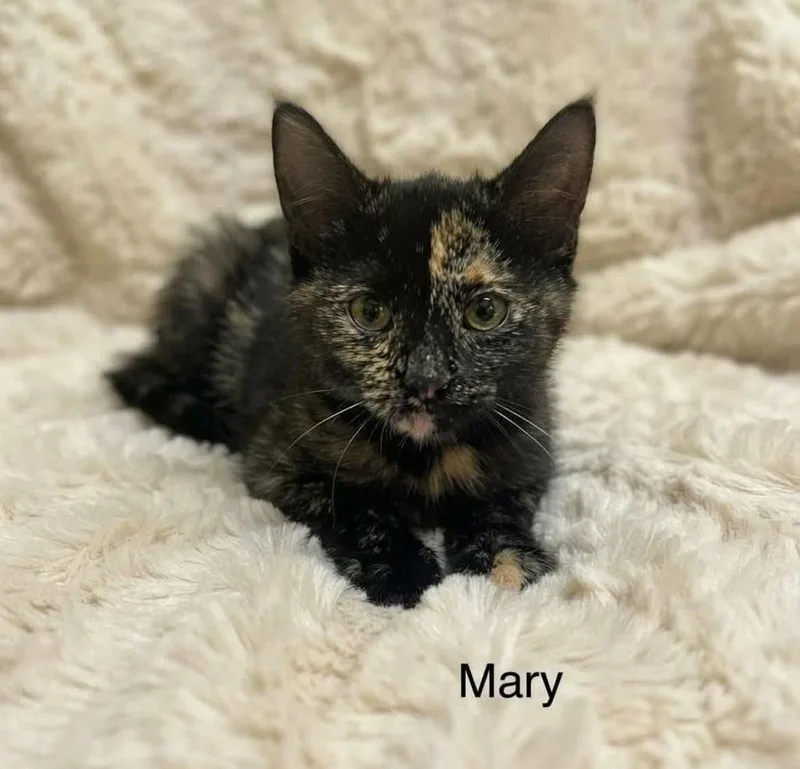 A baby medium-sized female Tortoiseshell cat named Mary for adoption in Wyandotte, MI