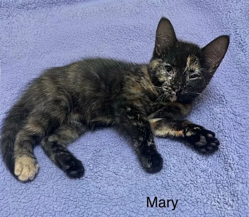 Mary thumbnail 2