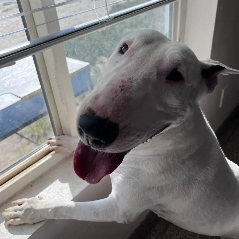 An adult medium-sized female White / Cream Bull Terrier dog named Rainbow for adoption in Fallon, NV