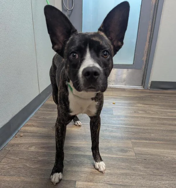 A young medium-sized male Pit Bull Terrier dog named Mickey for adoption in San Diego, CA