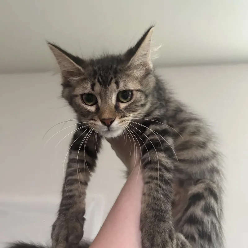 Apollo