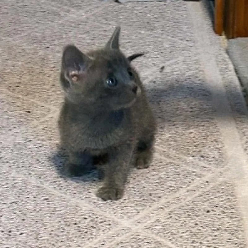 A baby small-sized male Gray / Blue / Silver Domestic Short Hair cat named Apollo for adoption in West Olive, MI