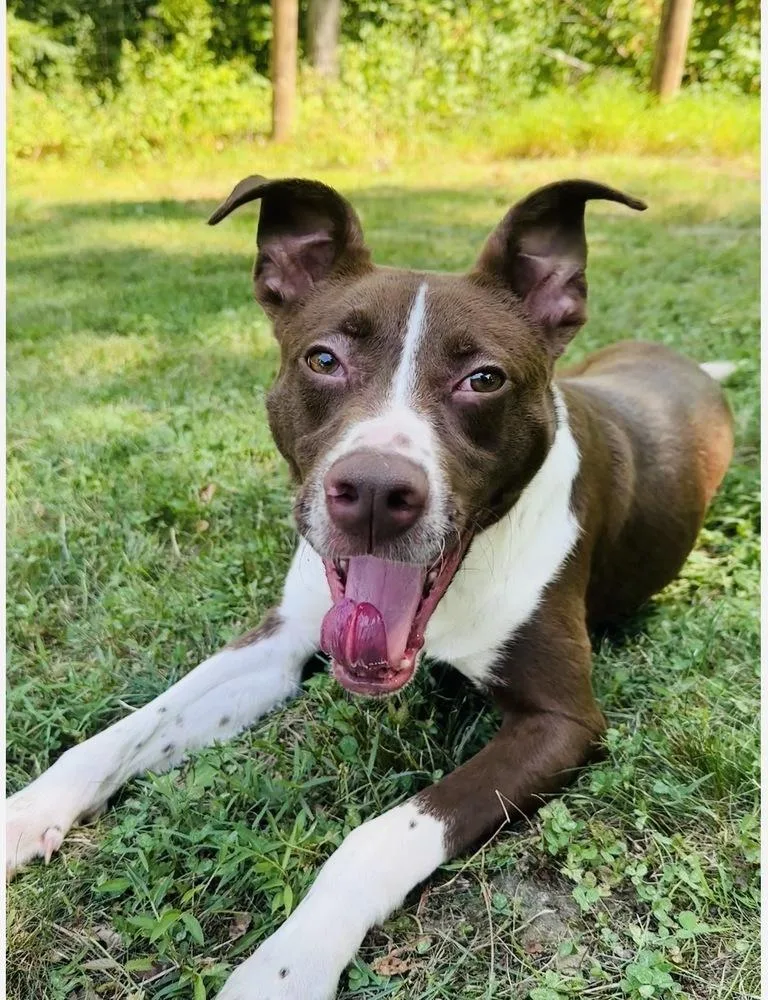 Zoomie