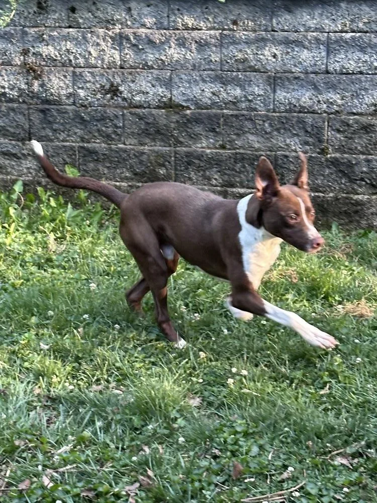 Zoomie thumbnail 3