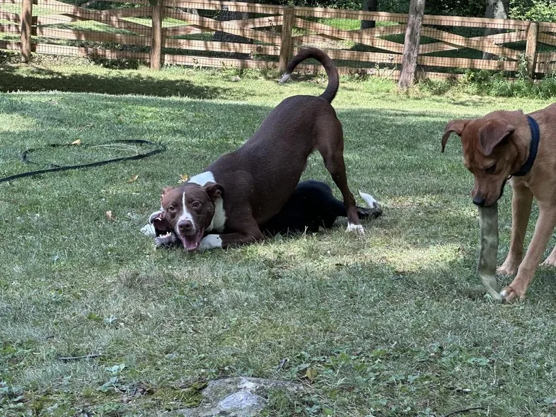 Zoomie thumbnail 4