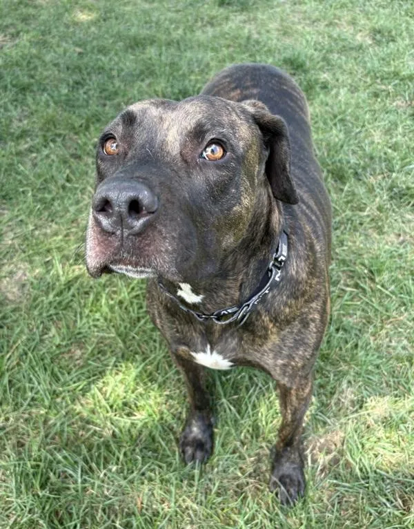 An adult medium-sized female Pit Bull Terrier dog named Clover for adoption in Sioux City, IA