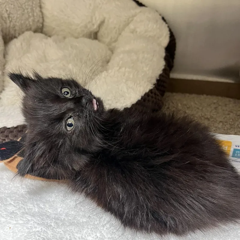 Soot Sprite thumbnail 4
