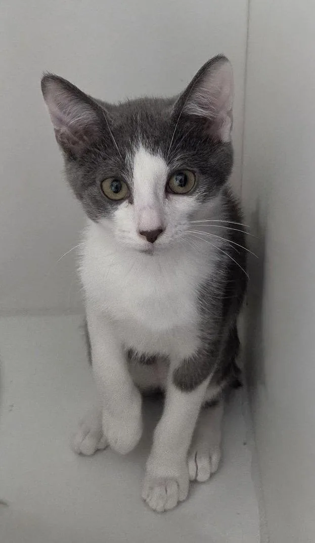 A young medium-sized female Gray & White Domestic Short Hair cat named Ostrich for adoption in Satellite Beach, FL