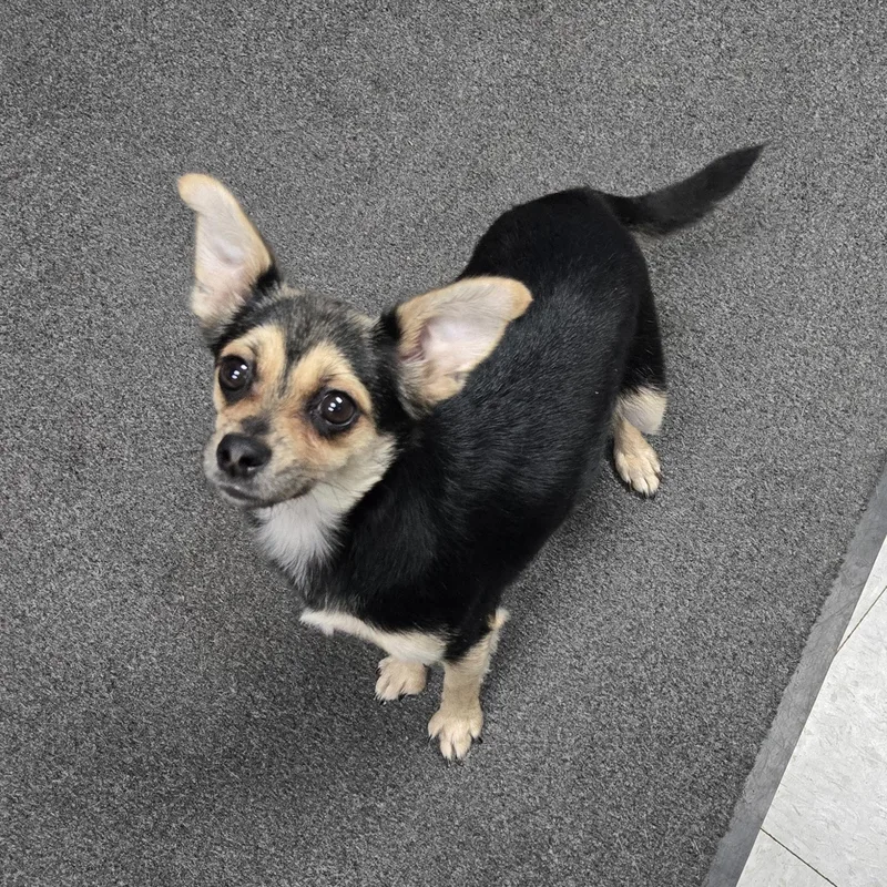 Bella