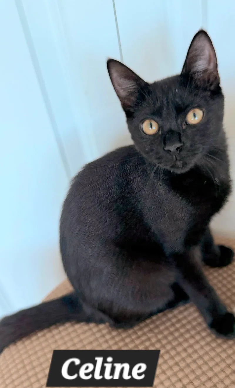 A young medium-sized female American Shorthair cat named Celine for adoption in miami, FL