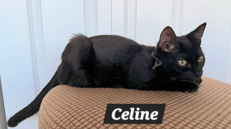Celine thumbnail 3