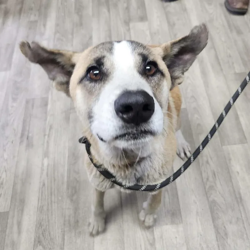 A young medium-sized male Red / Chestnut / Orange Mixed Breed dog named Dj for adoption in Williston, FL